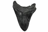 Fossil Megalodon Tooth - South Carolina #333623-1